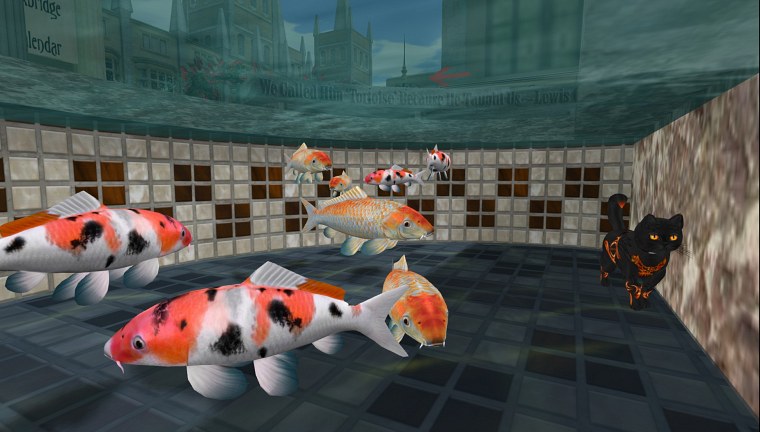 cat pond caledon oxbridge